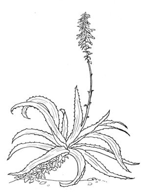 Aloe Vera Drawing at GetDrawings | Free download