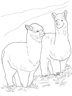 Alpaca Drawing at GetDrawings | Free download