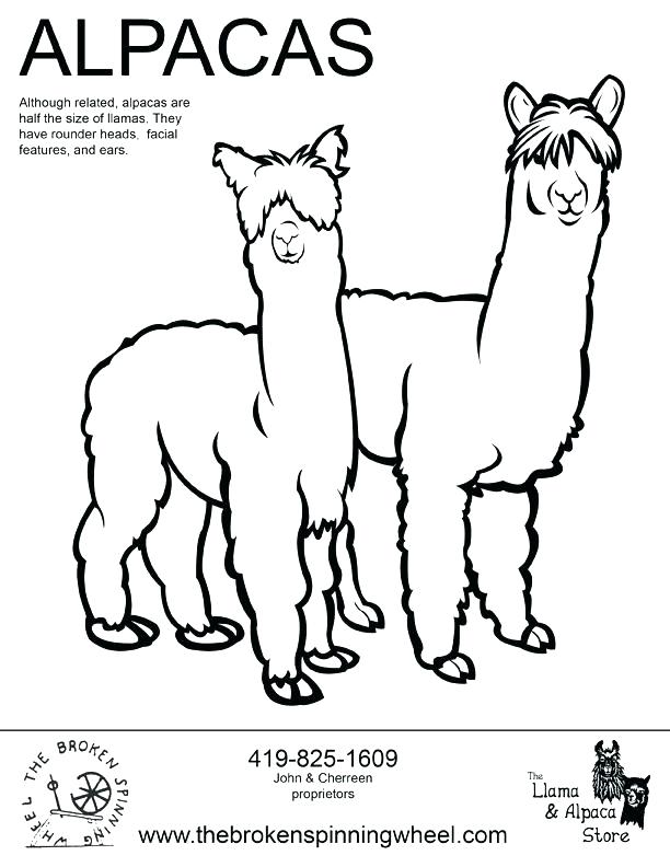 Alpaca Drawing Free at GetDrawings Free download