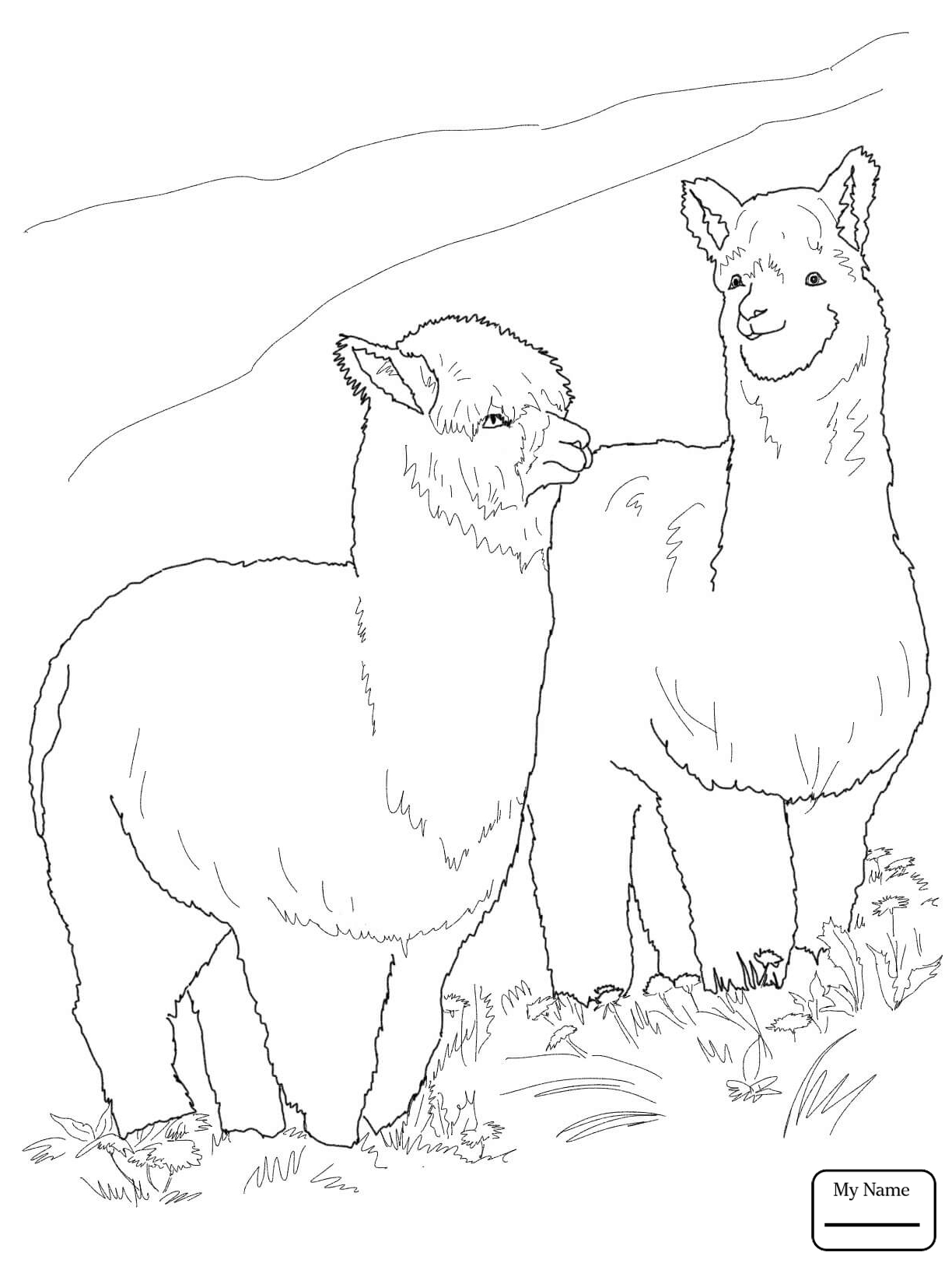 Раскраски альпака и лама