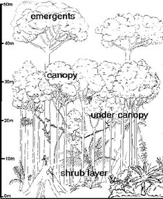 Amazon Rainforest Drawing at GetDrawings | Free download