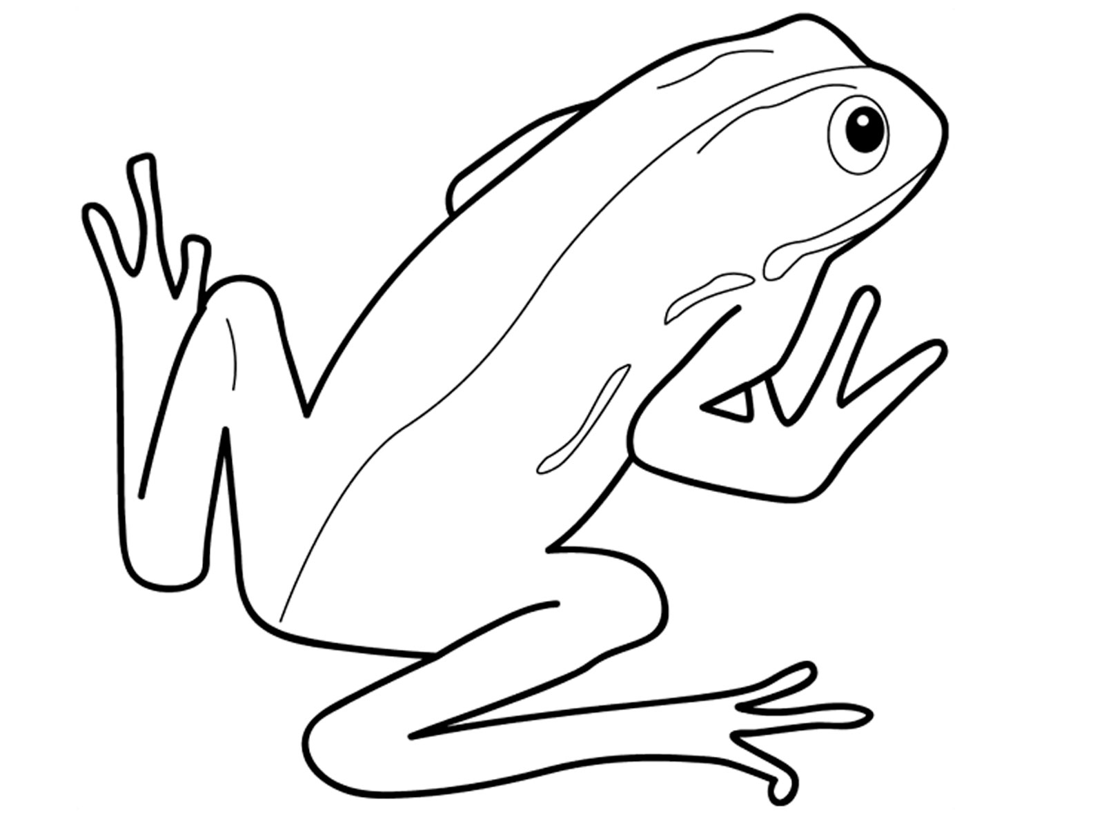 Amphibian Drawing at GetDrawings | Free download