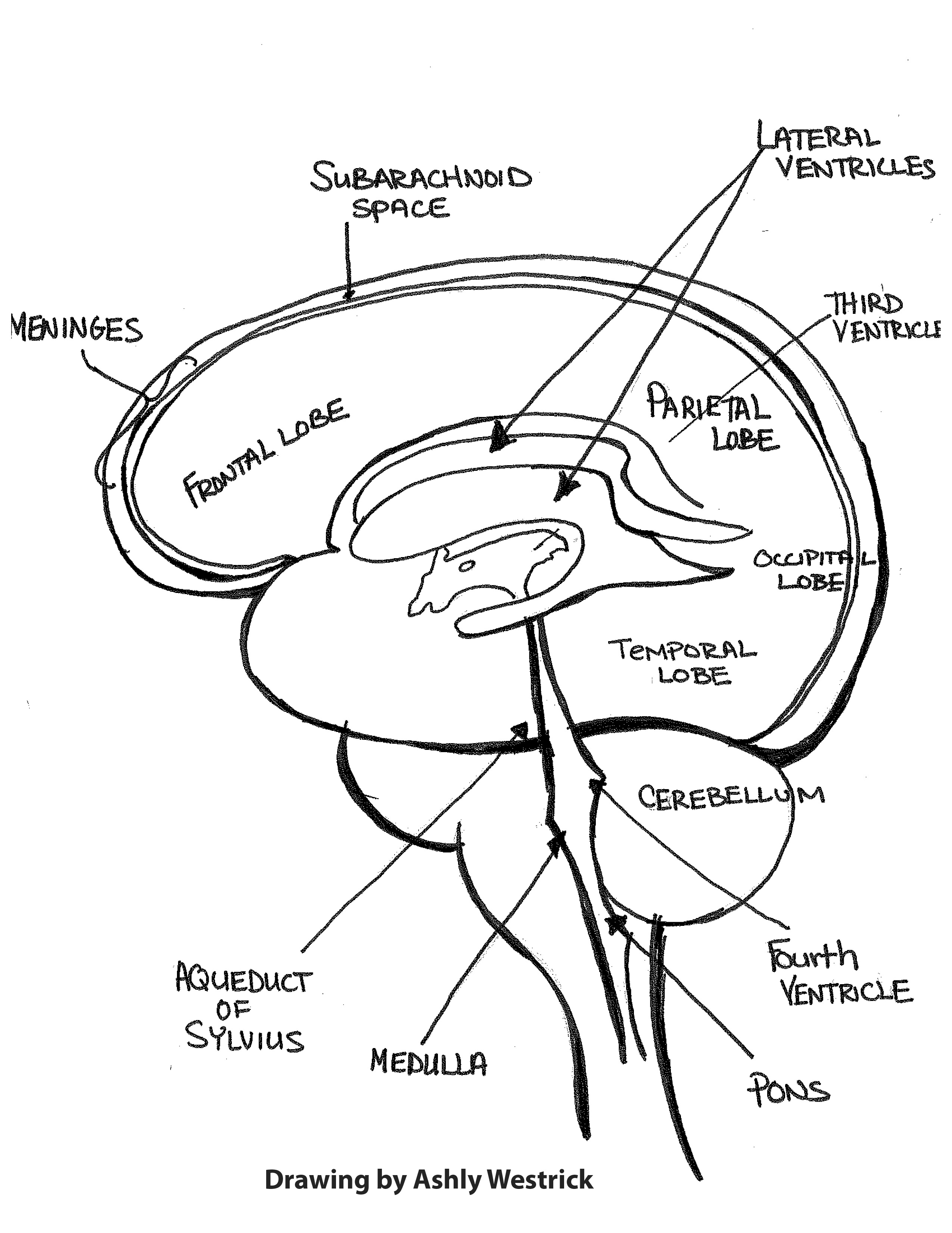 Anatomical Brain Drawing at GetDrawings Free download