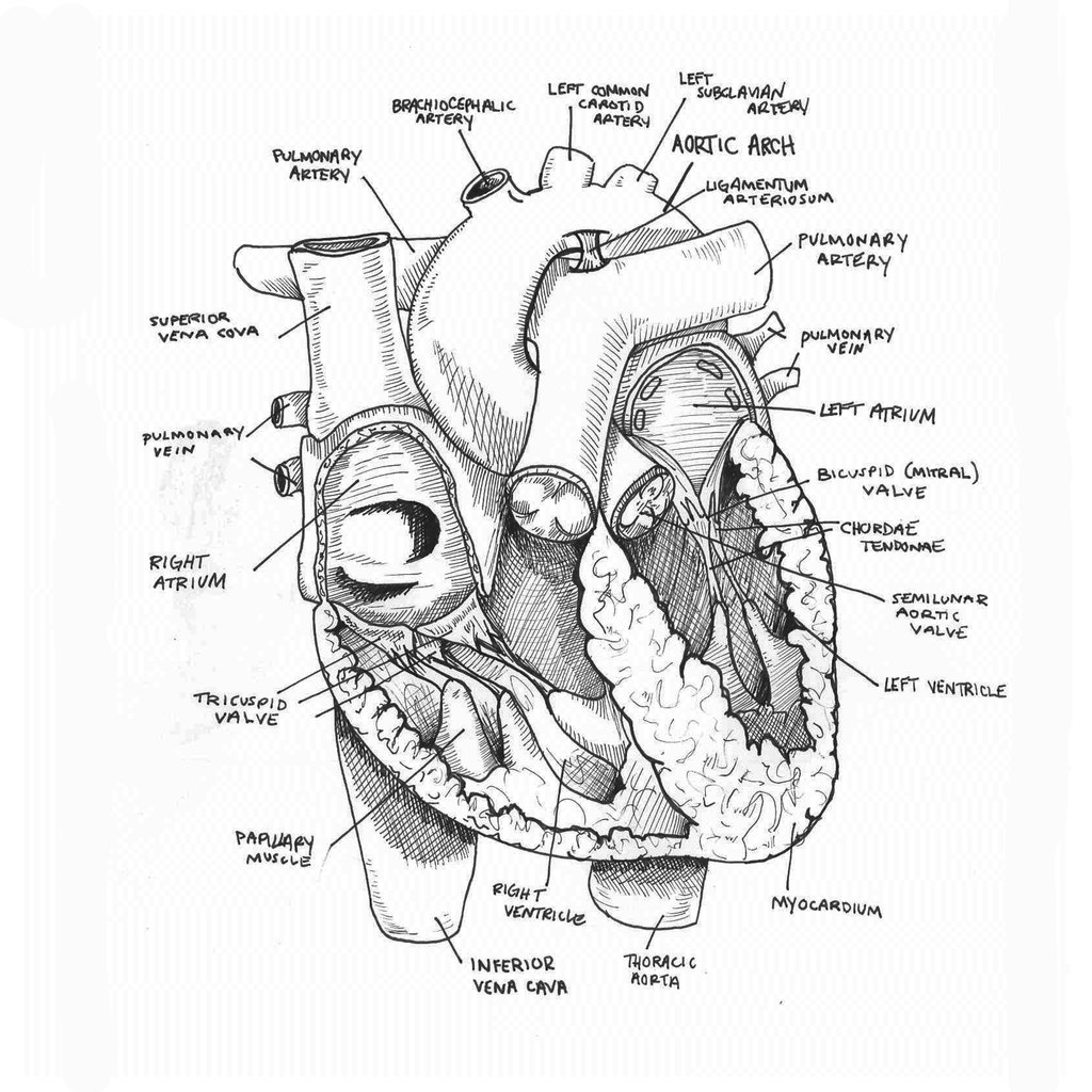 Anatomical Drawing Heart at GetDrawings Free download