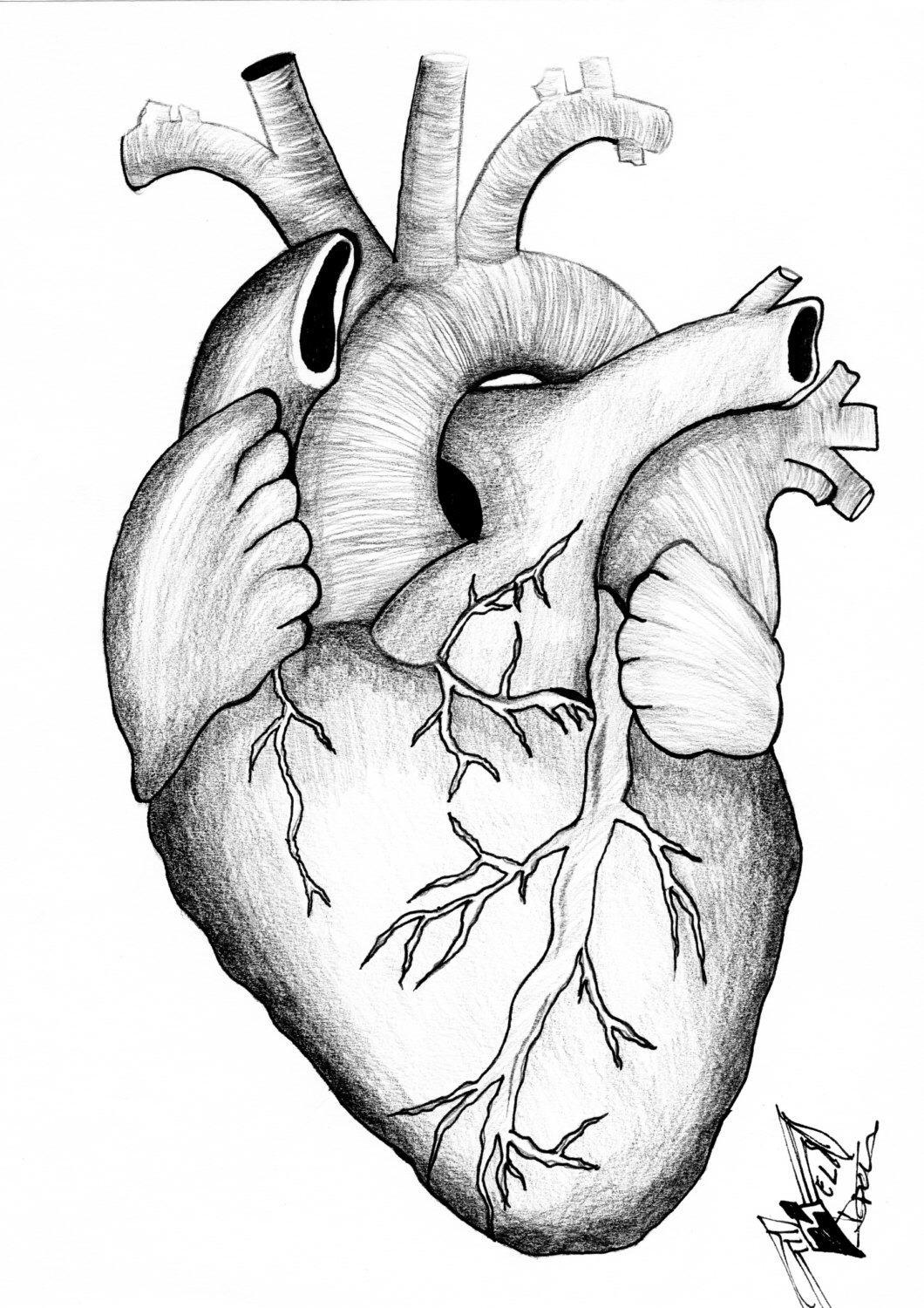 Anatomical Heart Drawing at GetDrawings | Free download