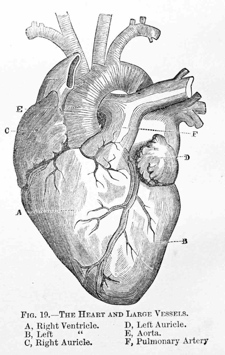 simple anatomical heart drawing