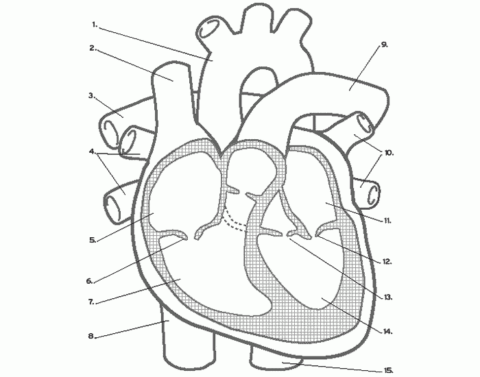 anatomically correct heart drawing