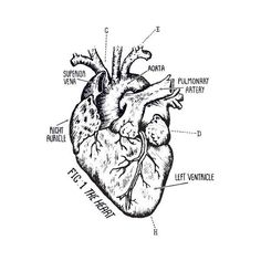 anatomically correct heart drawing