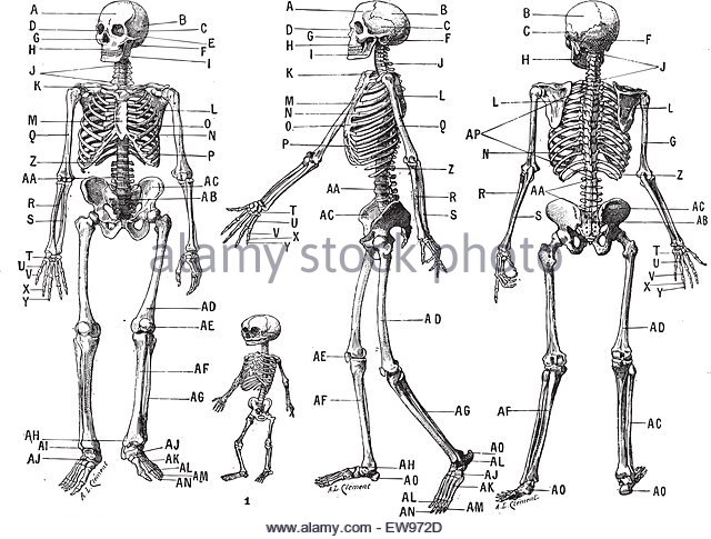 skeleton sketch anatomy