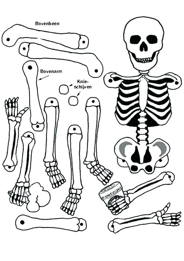 Anatomy Skeleton Drawing at GetDrawings | Free download