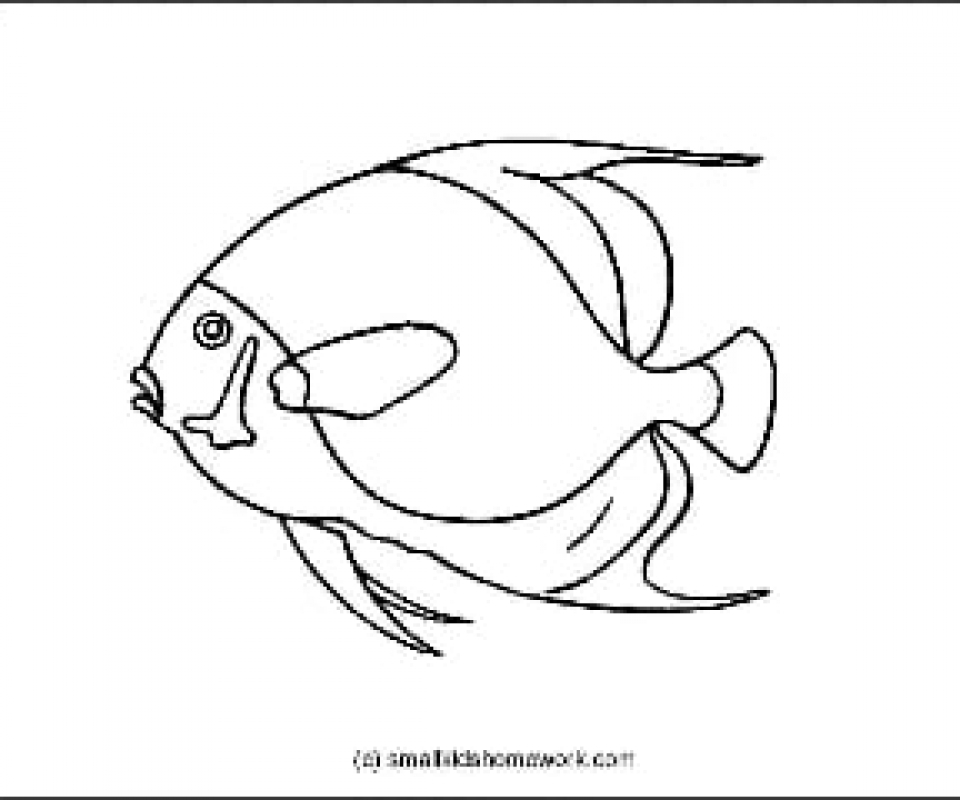 Angel Fish Drawing at GetDrawings | Free download