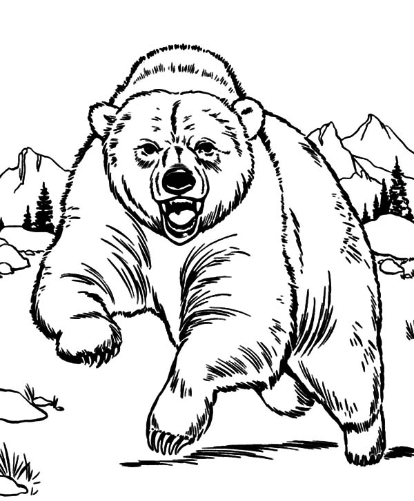 Angry Bear Drawing at GetDrawings | Free download