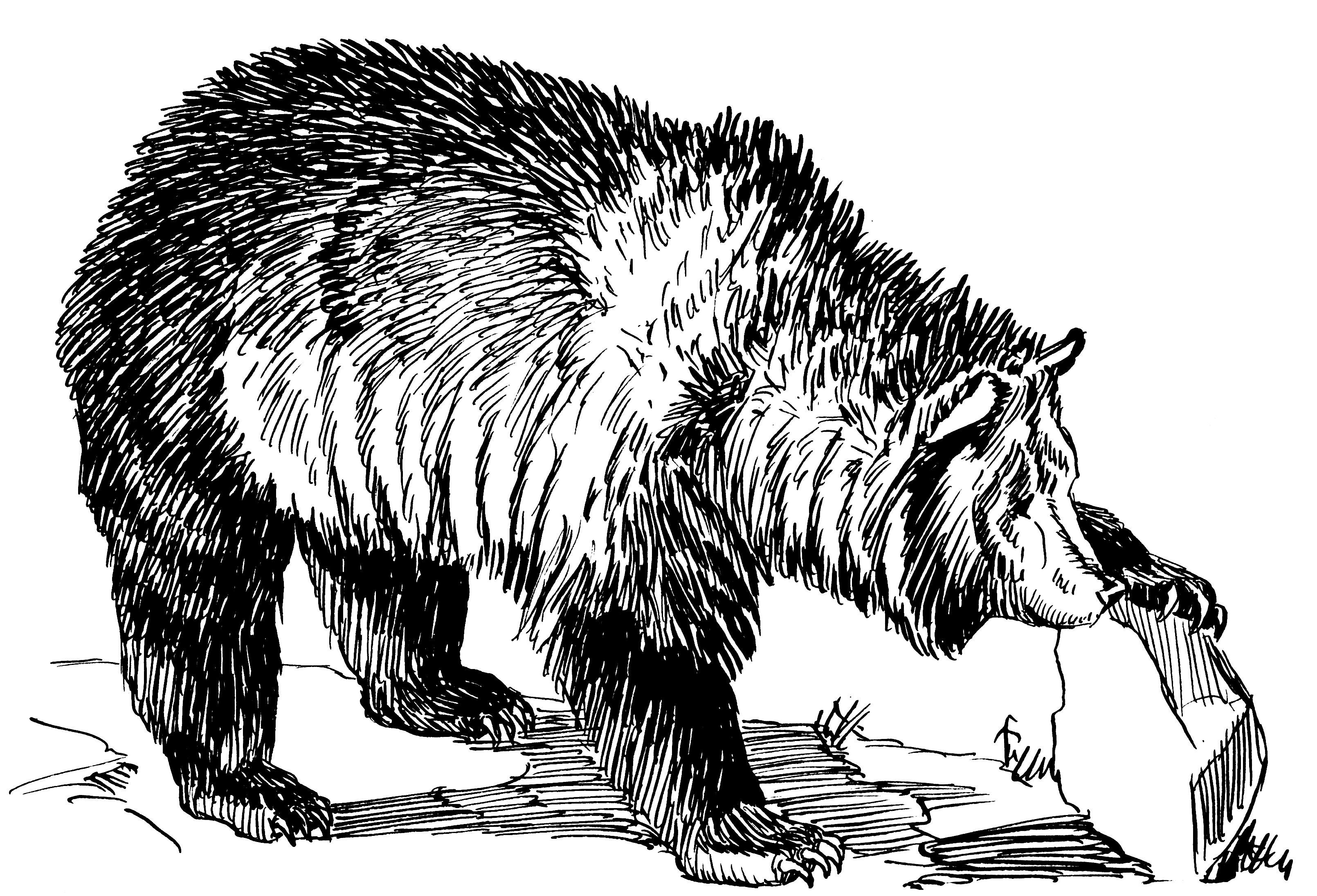 Angry Bear Drawing at GetDrawings | Free download
