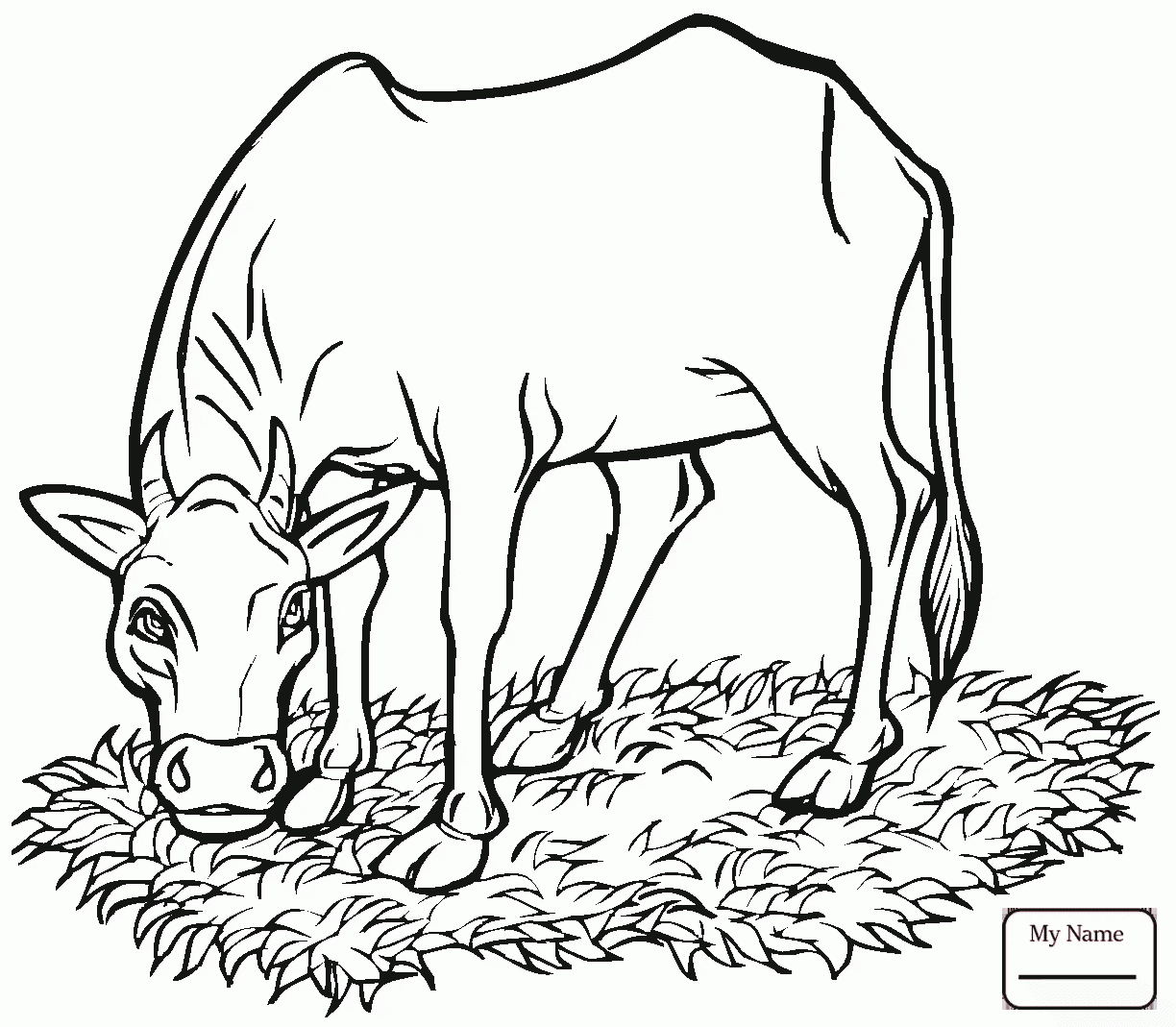 Angus Bull Drawing at GetDrawings | Free download