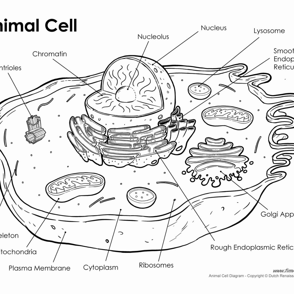 Animal Cell Answer Key Coloring Pages