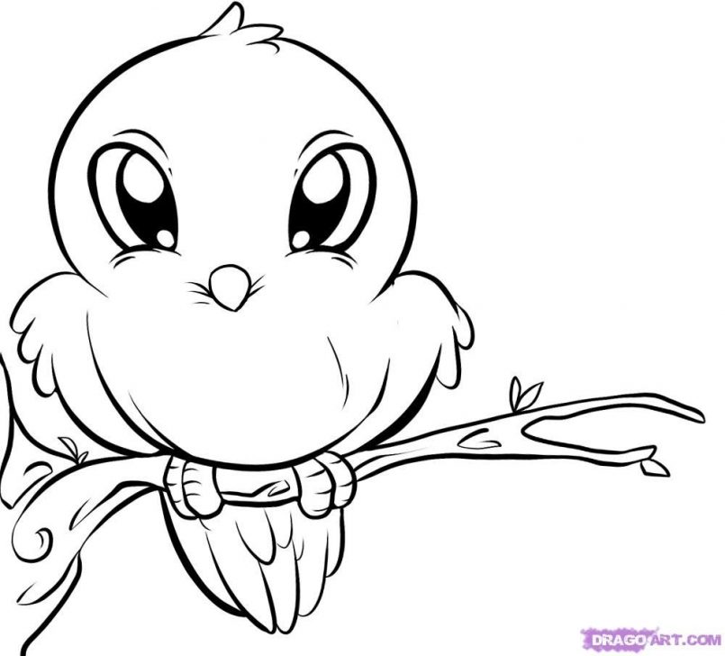 Animal Drawing Outlines at GetDrawings | Free download