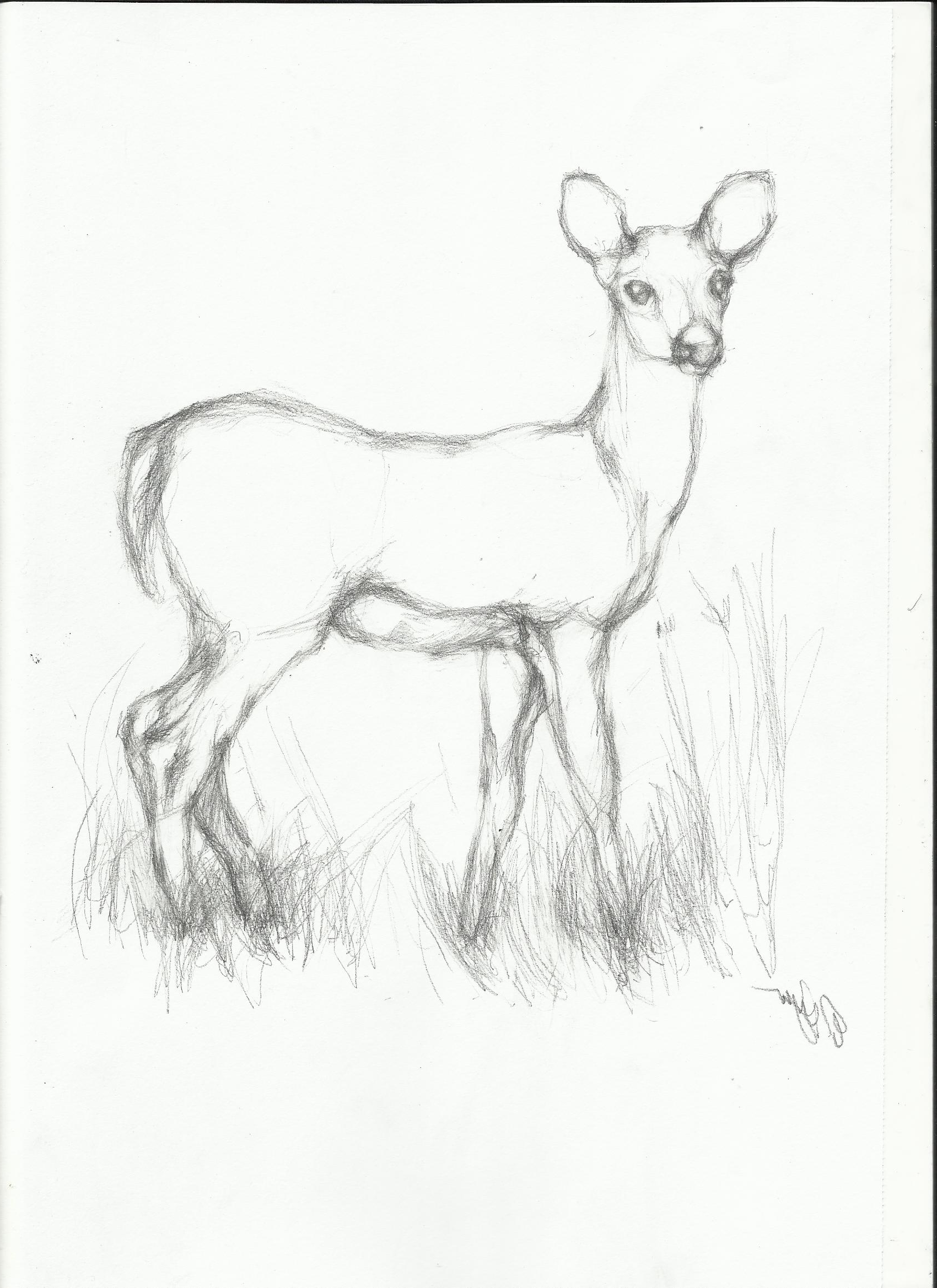 Animal Sketch Drawing at GetDrawings Free download