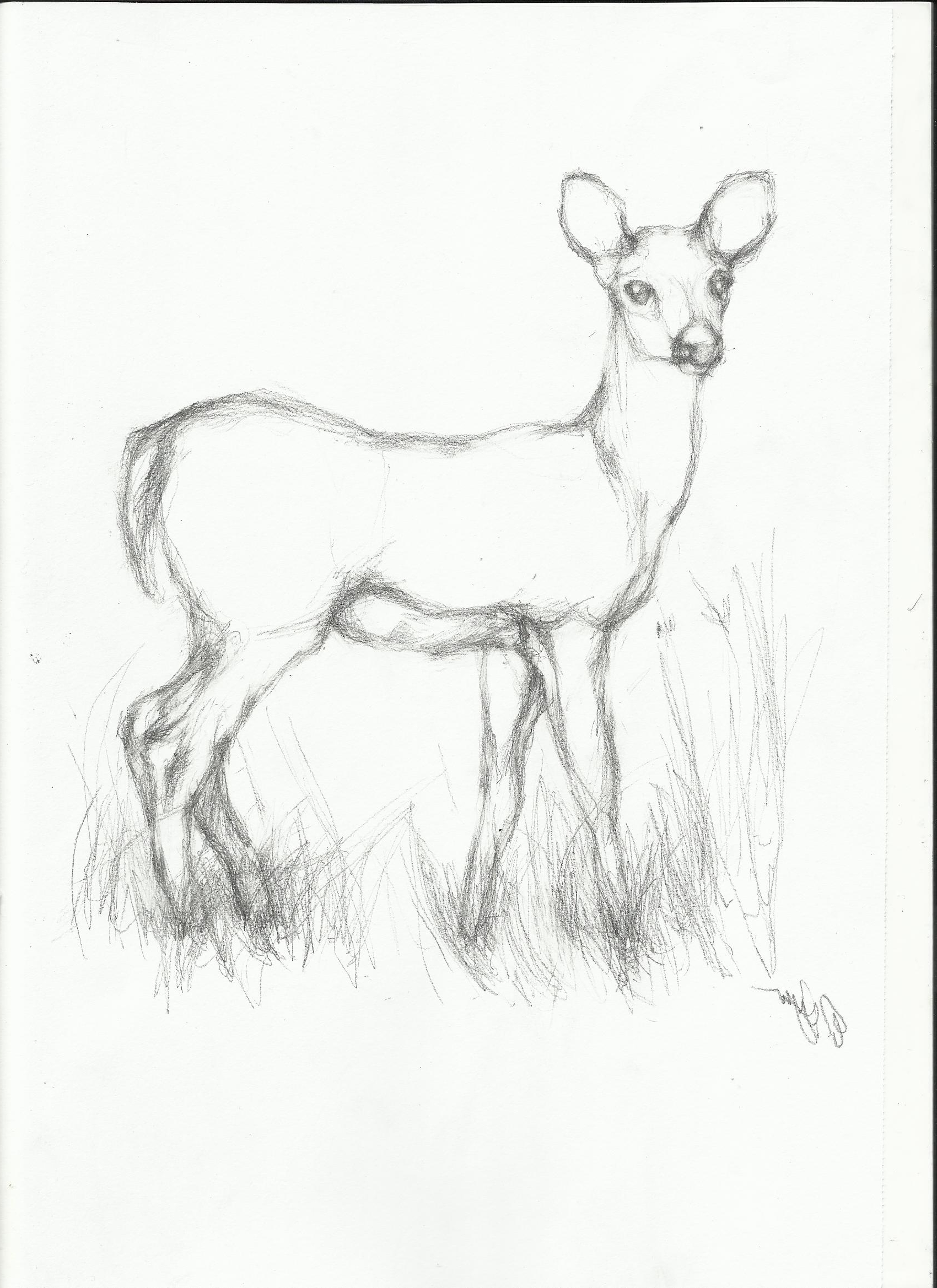 Animal Sketch Drawing at GetDrawings | Free download