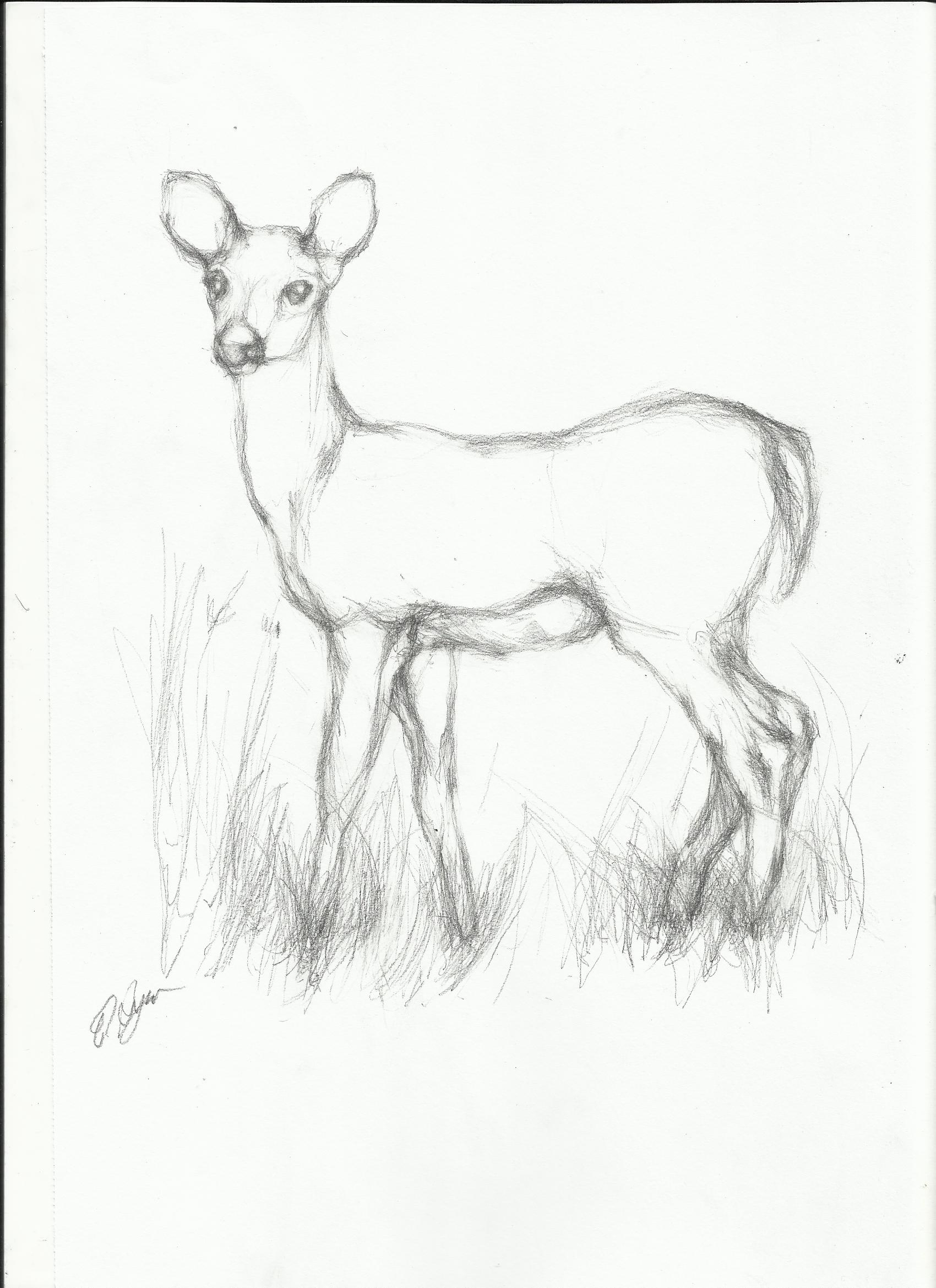 Animal Sketch Drawing At Getdrawings Free Download