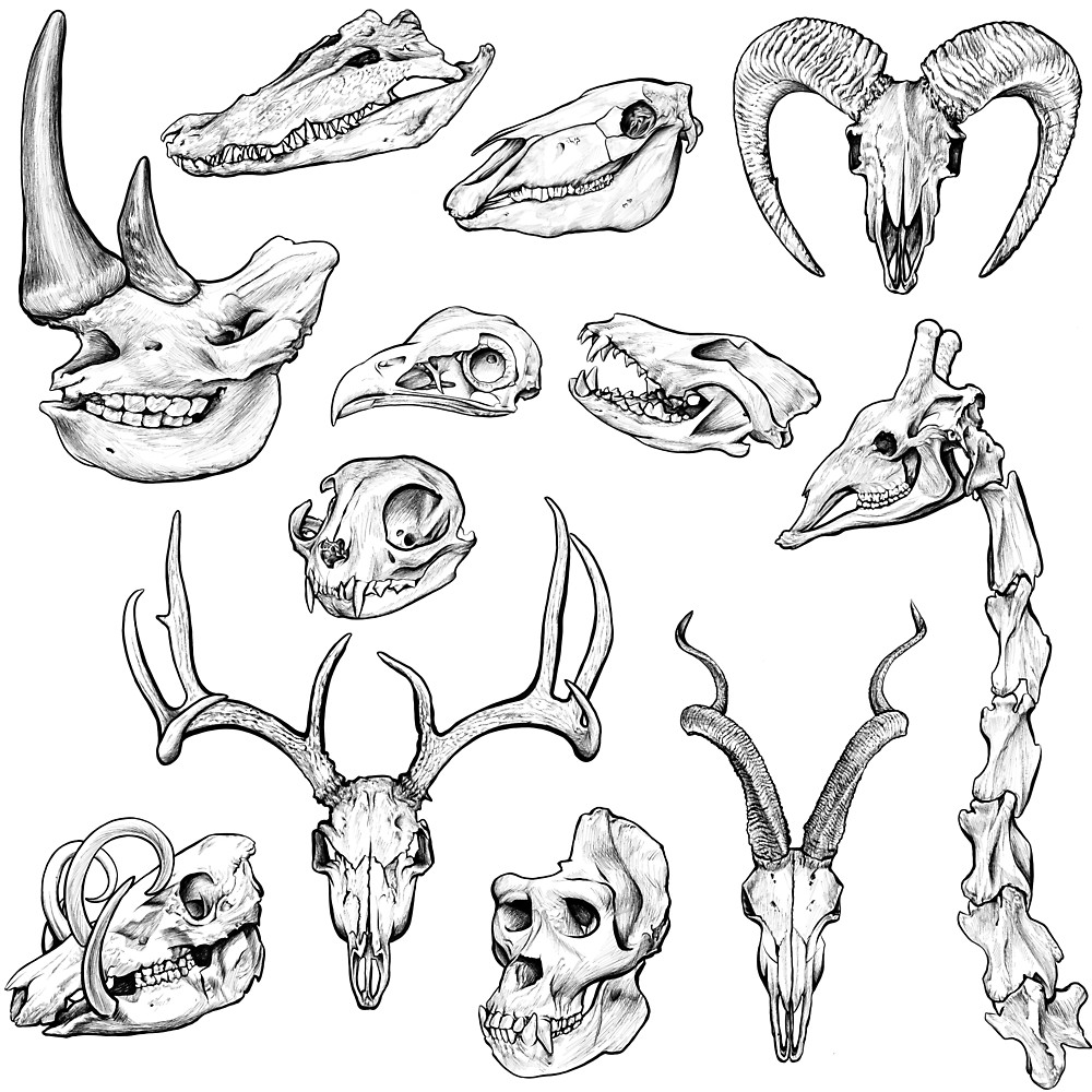 Animal Skull Drawing at GetDrawings | Free download