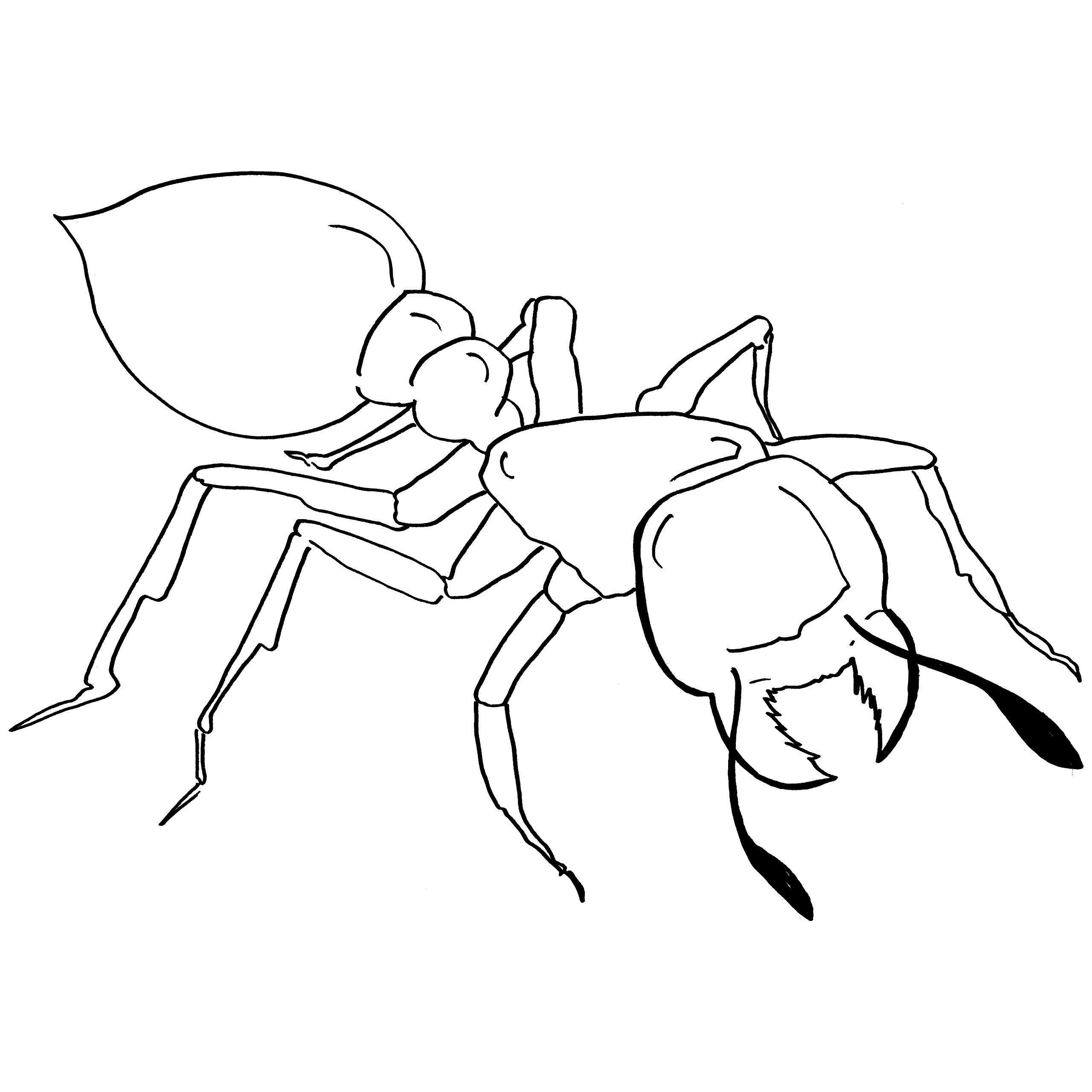 Ant Line Drawing at GetDrawings Free download