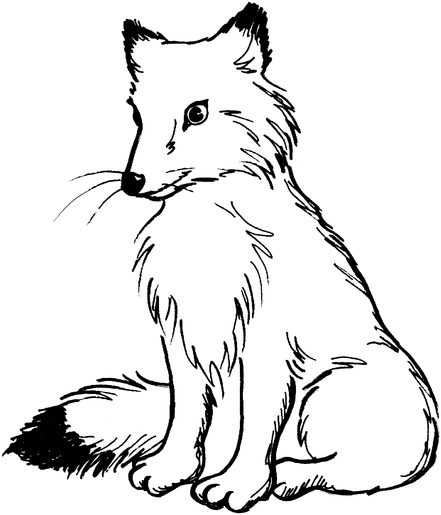 Arctic Fox Drawing at GetDrawings | Free download