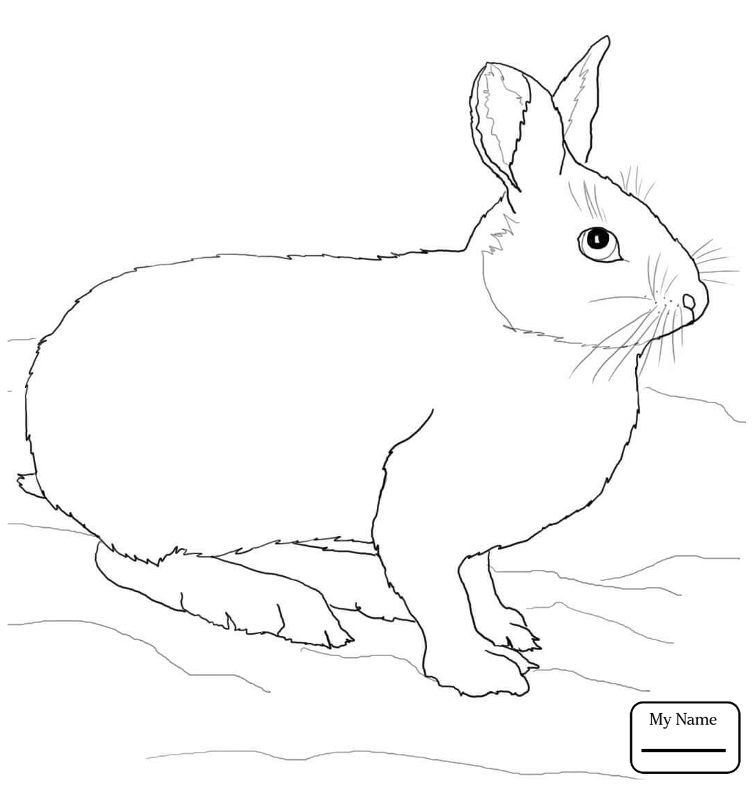 Заяц белраскрасска для детей
