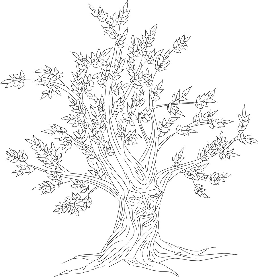 Ash Tree Drawing at GetDrawings Free download
