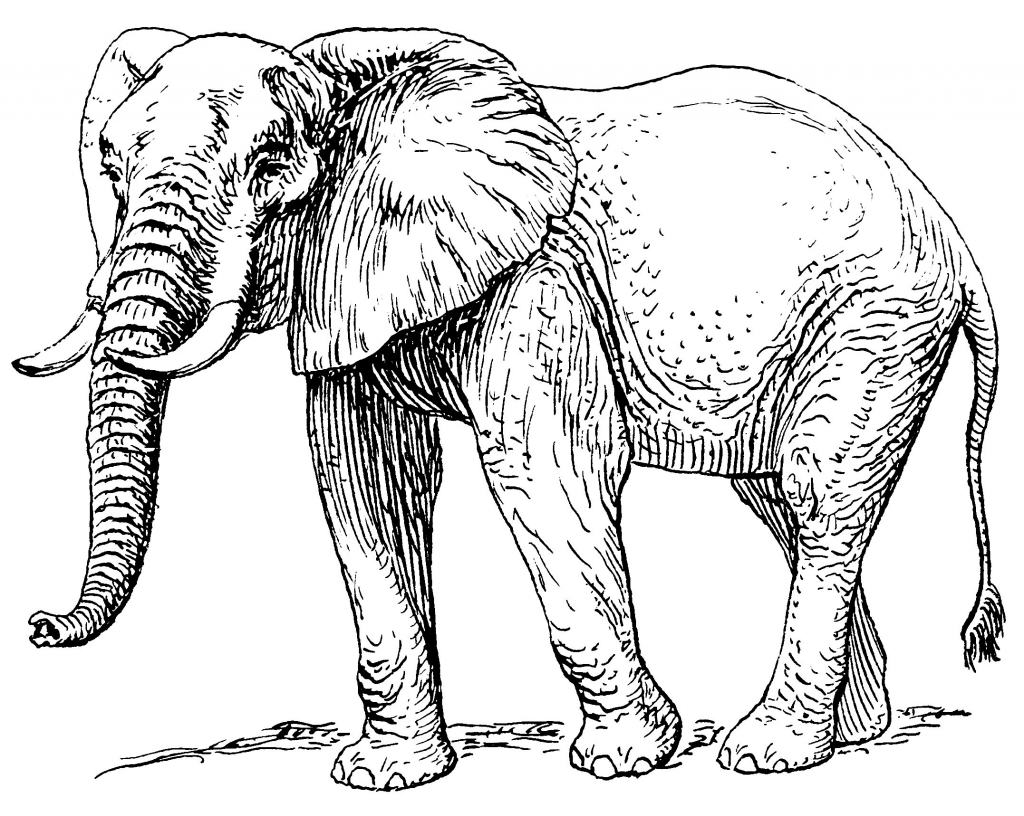 Asian Elephant Drawing at GetDrawings | Free download