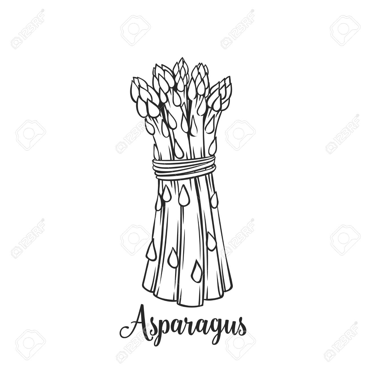 Asparagus Drawing at GetDrawings | Free download