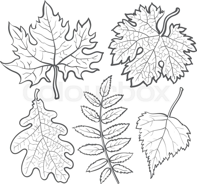 Aspen Leaf Drawing at GetDrawings Free download