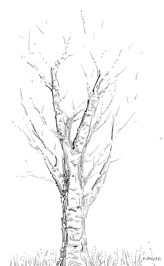 Aspen Tree Drawing at GetDrawings Free download