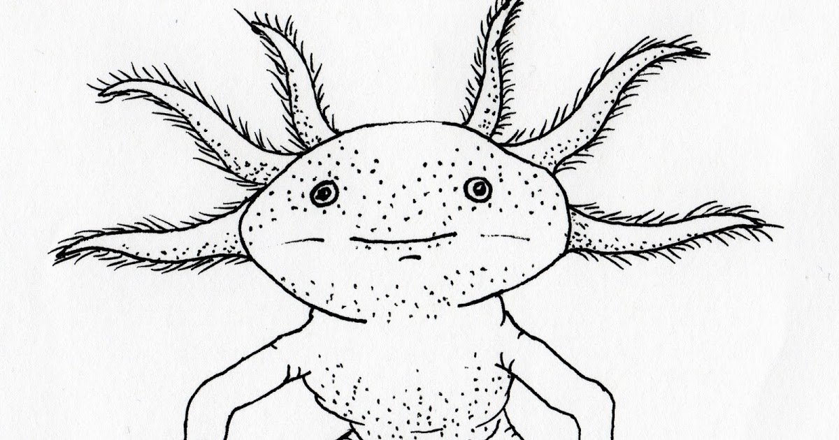 Easy Step Axolotl Drawing : Coloring kawaii Axolotls - YouTube