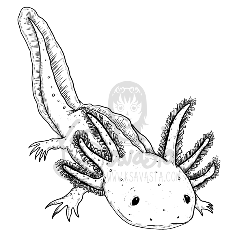 Cute Axolotl Coloring Page for Kids