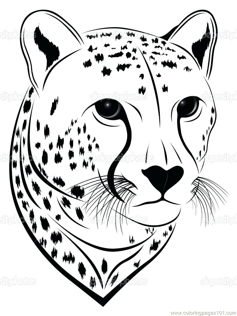 Baby Cheetah Drawing At Getdrawings Free Download