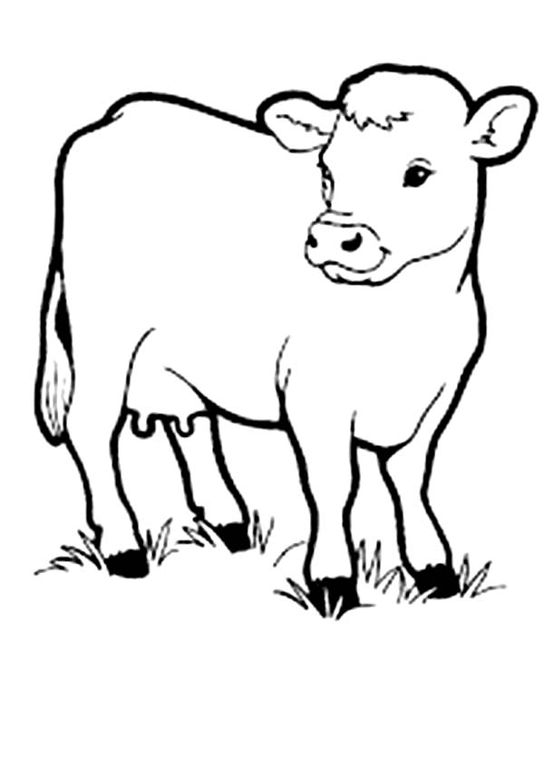 Baby Cow Drawing at GetDrawings | Free download