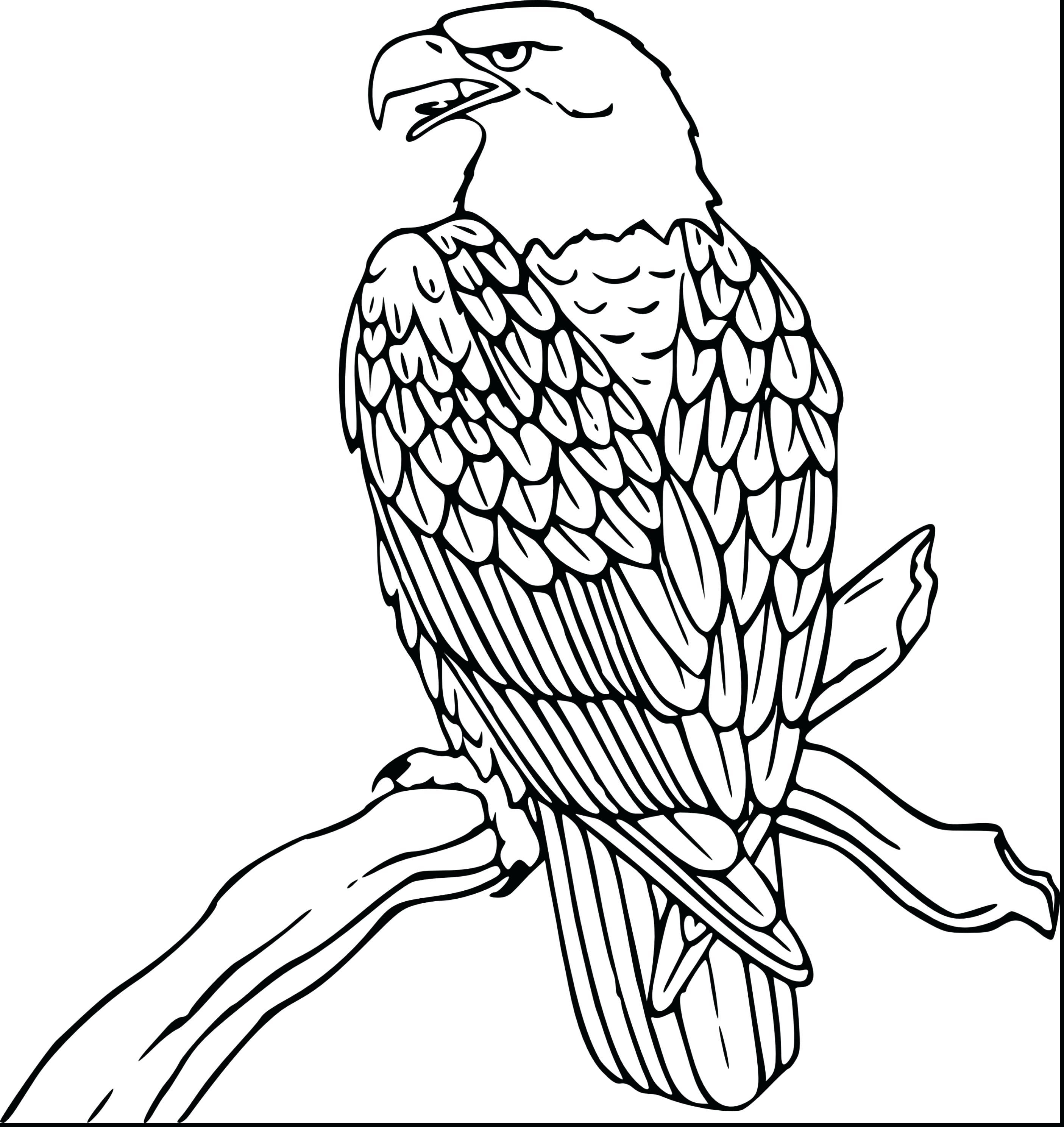 Baby Eagle Drawing at GetDrawings | Free download