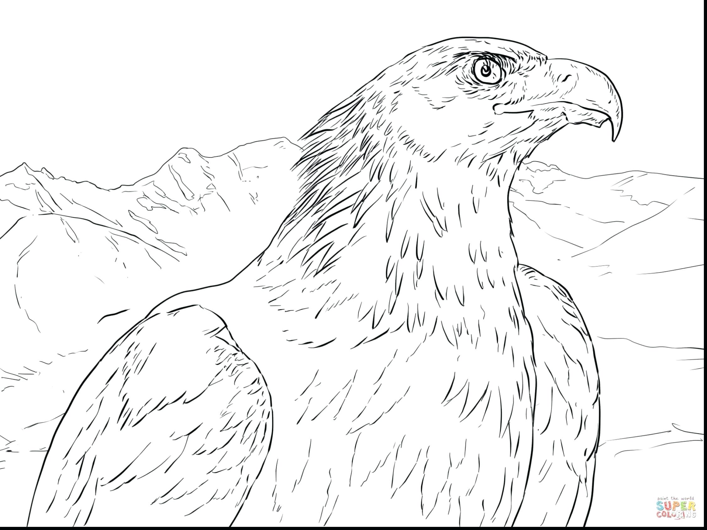 Baby Eagle Drawing At Getdrawings Free Download