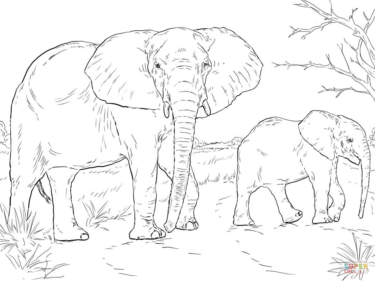 baby elephant cartoon drawing at getdrawings  free download