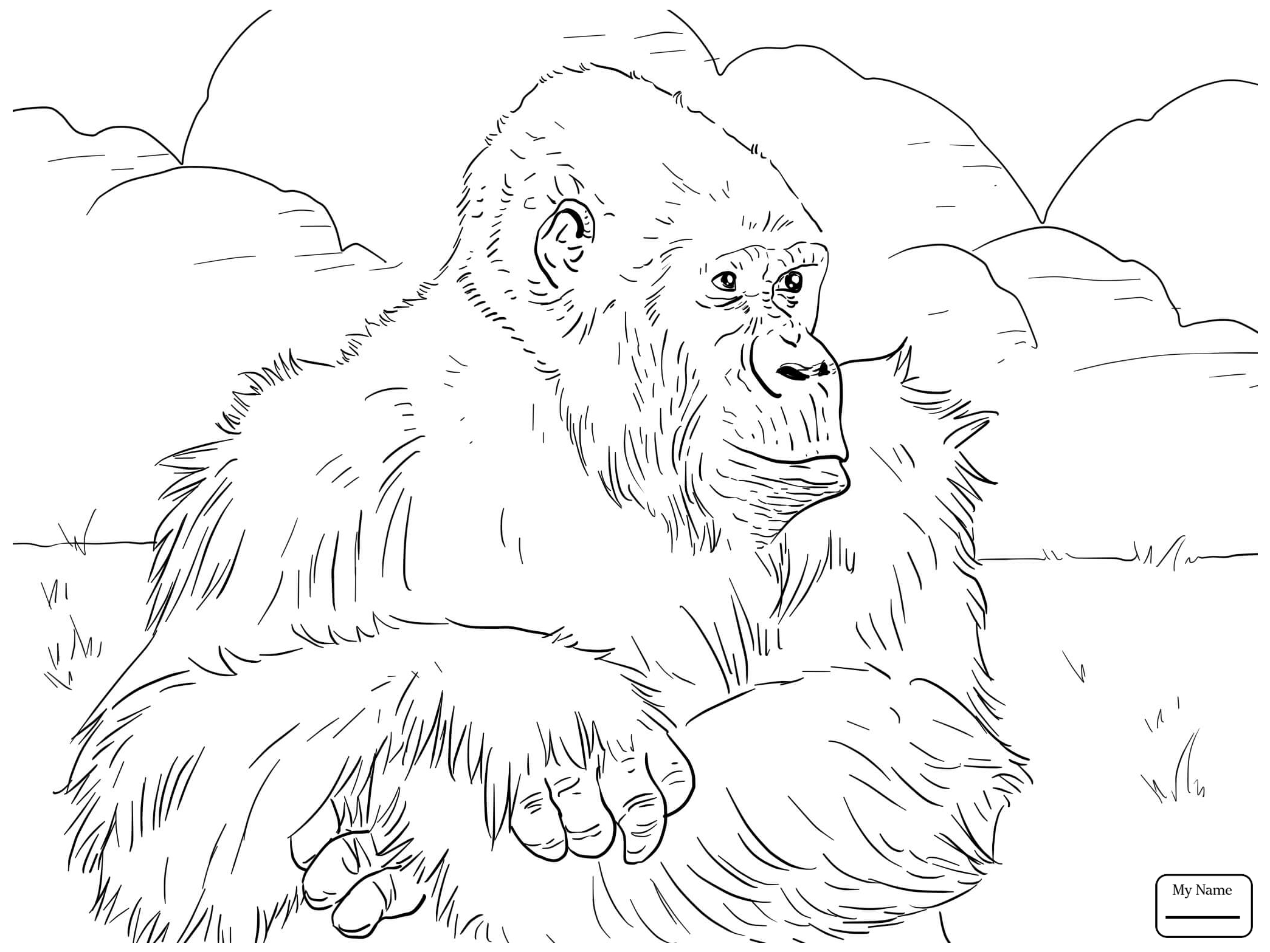 Baby Gorilla Drawing at GetDrawings | Free download