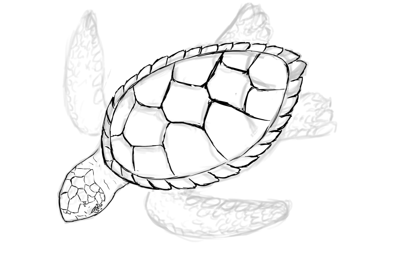 baby-sea-turtle-drawing-at-getdrawings-free-download