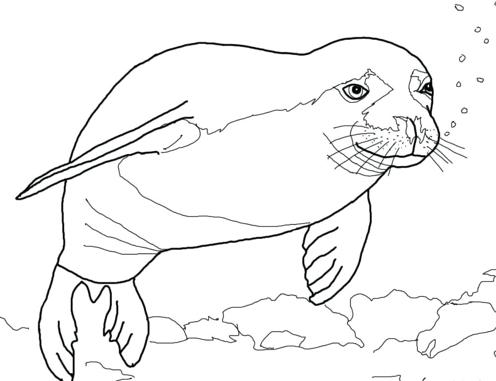 Baby Seal Drawing at GetDrawings | Free download