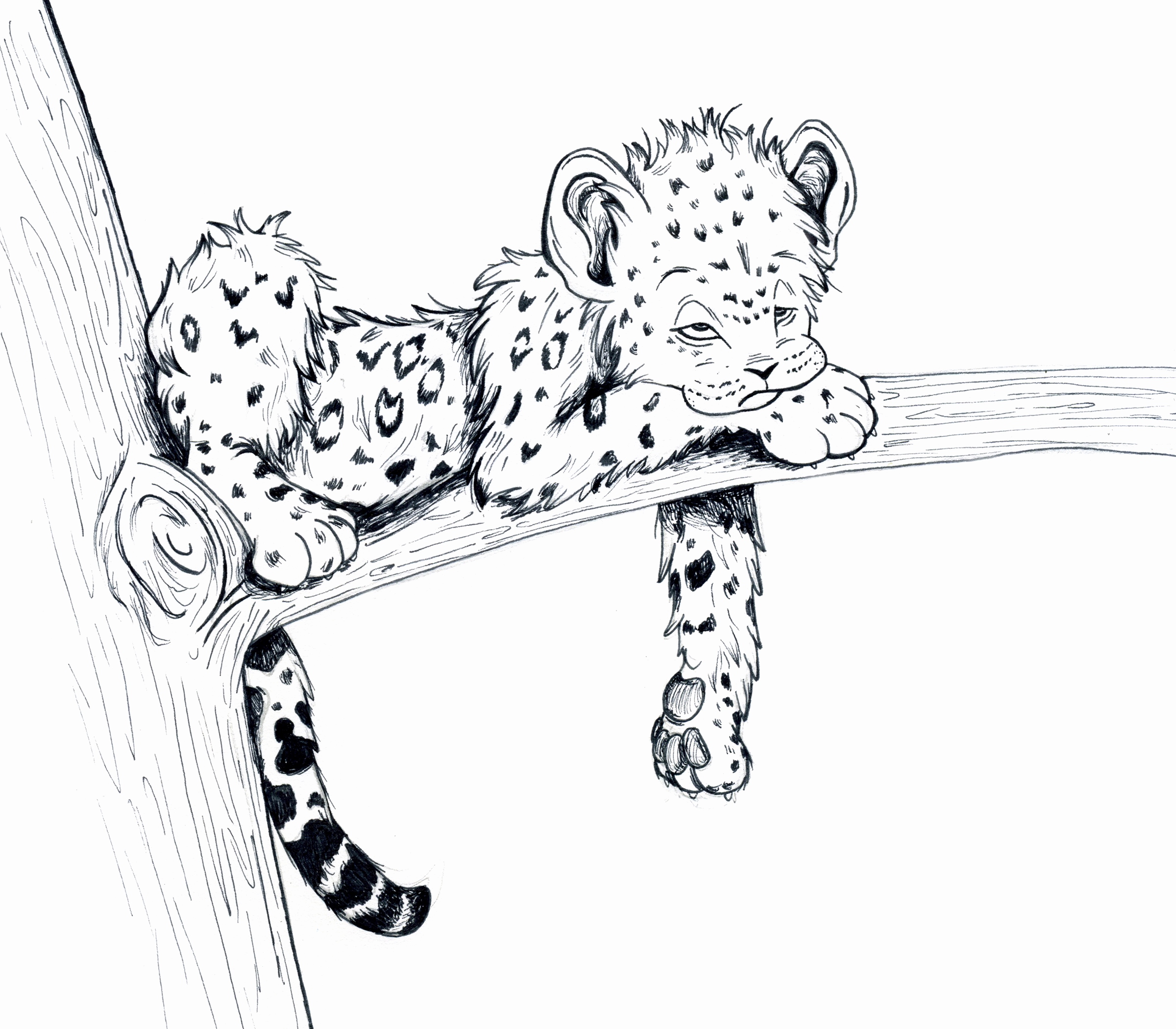 snow leopards coloring page