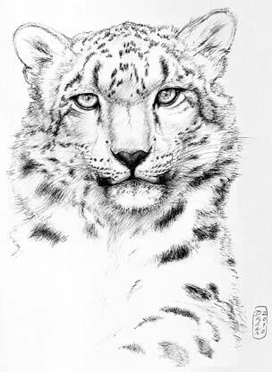 Baby Snow Leopard Drawing at GetDrawings | Free download