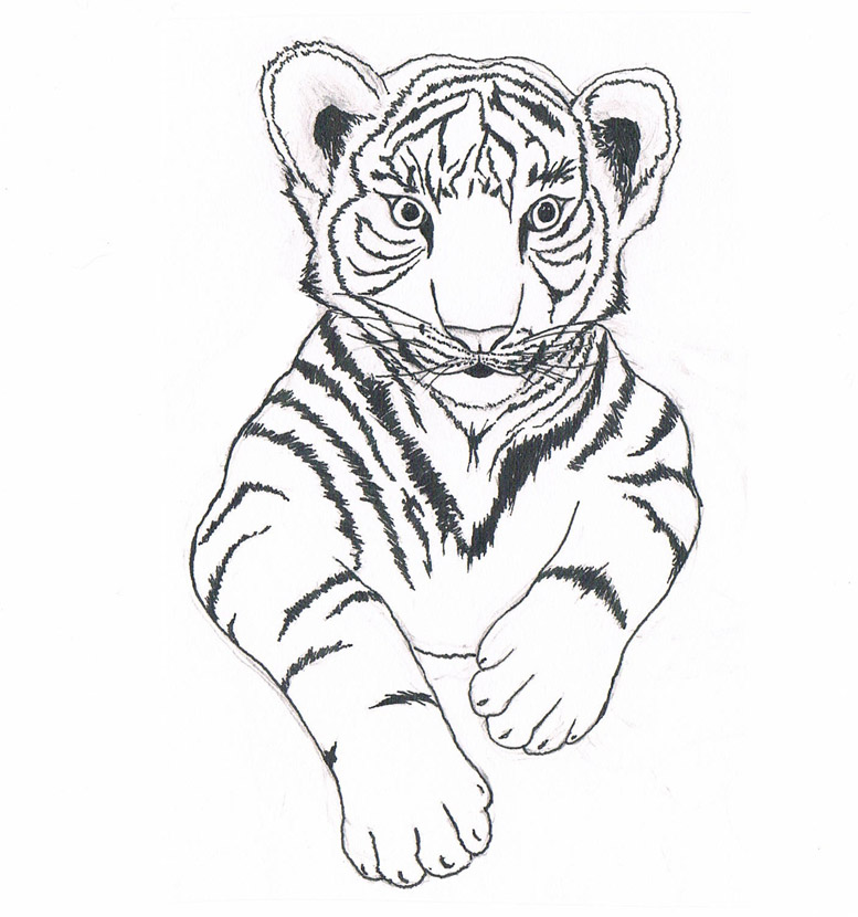 Baby Tiger Drawing at GetDrawings | Free download