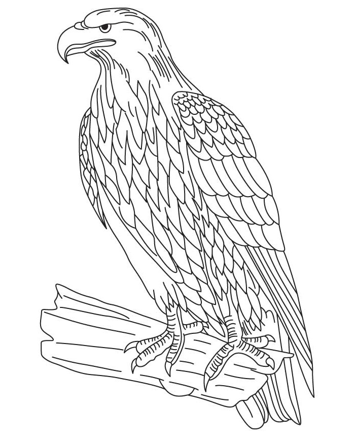 bald-eagle-easy-drawing-at-getdrawings-free-download