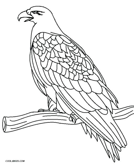 Bald Eagle Easy Drawing at GetDrawings | Free download