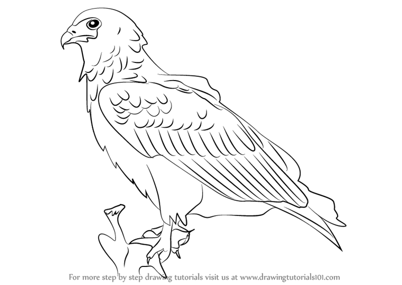 Bald Eagle Easy Drawing At Getdrawings 