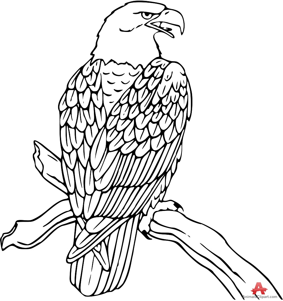 Bald Eagle Line Drawing at GetDrawings | Free download