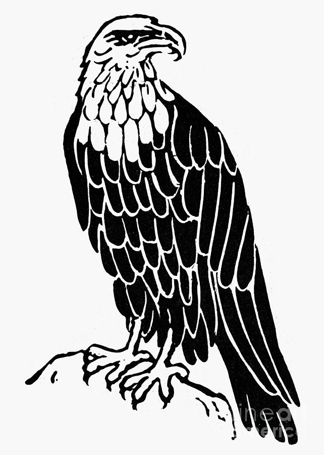 Bald Eagle Line Drawing at GetDrawings | Free download